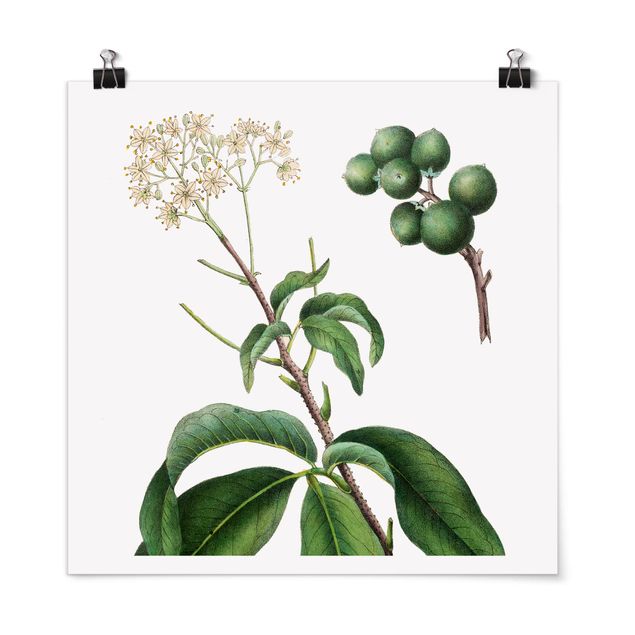 Poster - Foliage With Flowers II