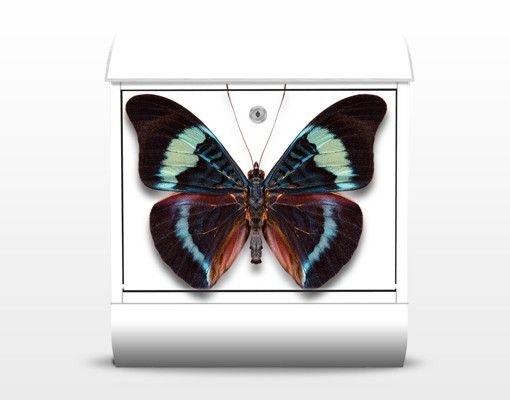 Letterbox - Lepidoptera
