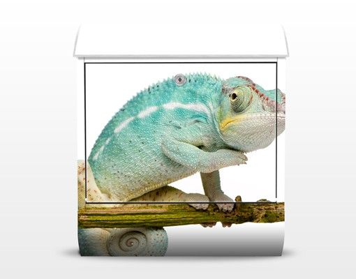 Letterbox - Blue Chameleon