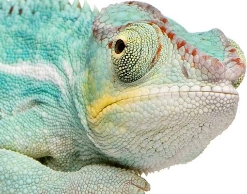 Letterbox - Blue Chameleon