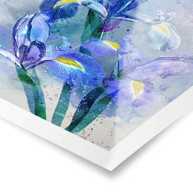 Poster flowers - Watercolour Flowers Iris