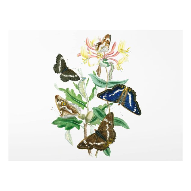 Glass Splashback - British Butterflies IV - Landscape 3:4
