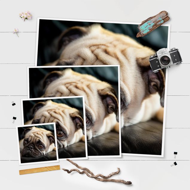 Poster - Pensive Pug