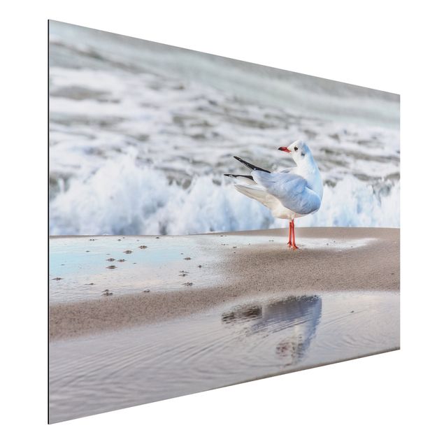 Aluminium dibond Seagull On The Beach In Front Of The Sea