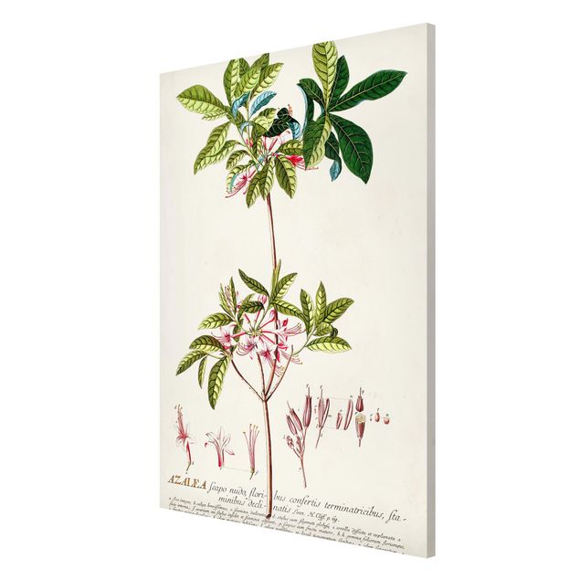 Magnetic memo board - Vintage Botanical Illustration Azalea