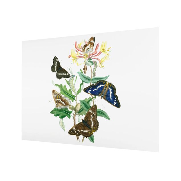 Glass Splashback - British Butterflies IV - Landscape 3:4