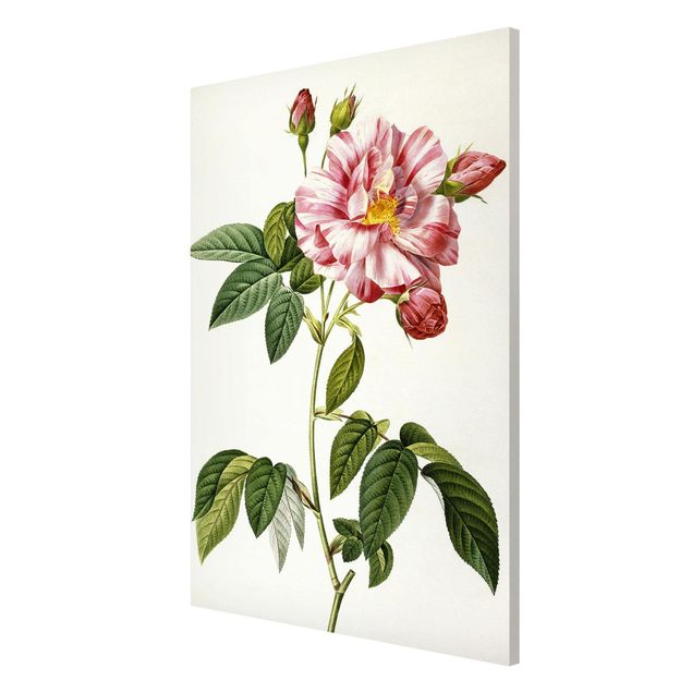 Magnetic memo board - Pierre Joseph Redoute - Pink Gallica Rose