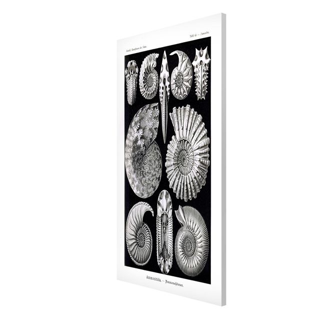 Magnetic memo board - Vintage Board Fossils Black And White