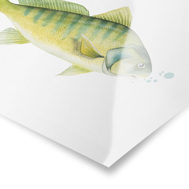 Poster - Color Catch - Perch