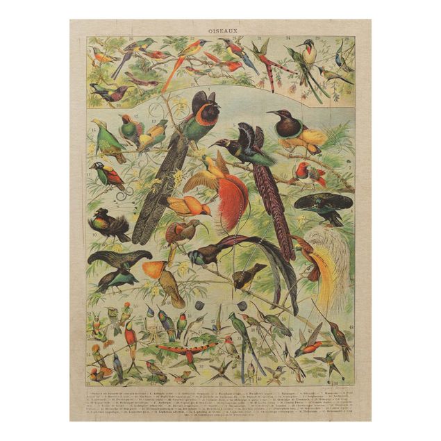 Print on wood - Vintage Board Birds Of Paradise