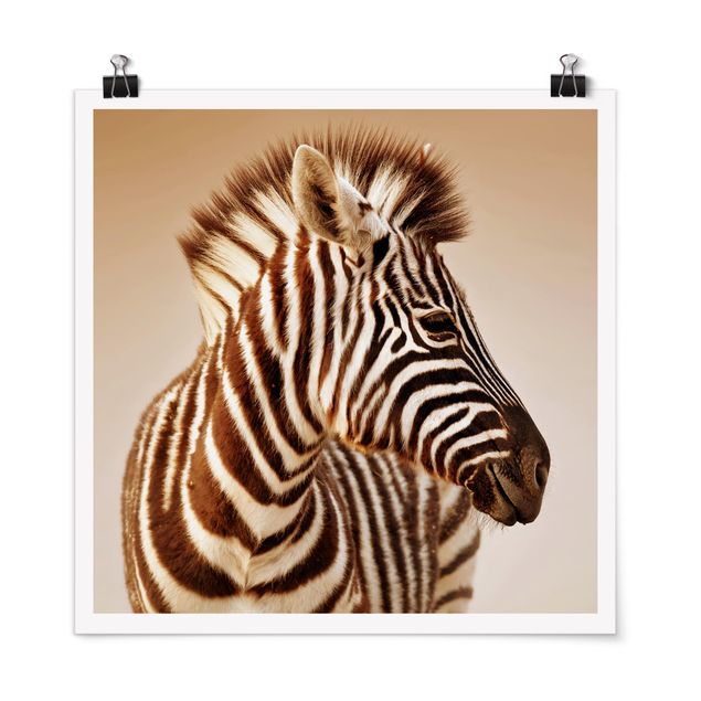 Poster - Zebra Baby Portrait
