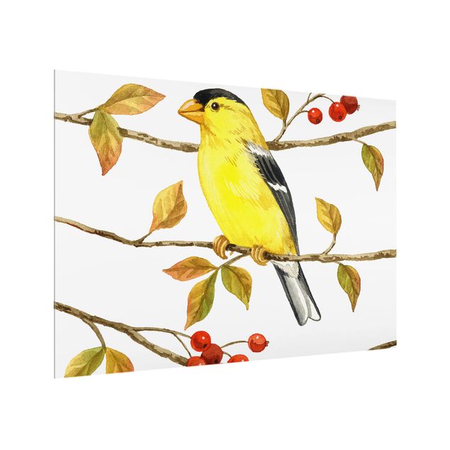 Glass Splashback - Birds And Berries - American Goldfinch - Landscape 3:4