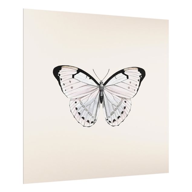 Splashback - Butterfly On Beige - Square 1:1