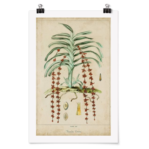 Poster - Vintage Board Exotic Palms IV