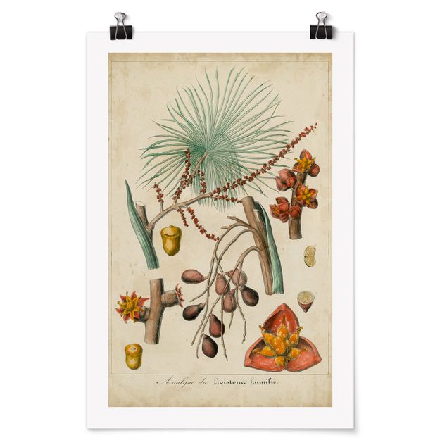 Poster - Vintage Board Exotic Palms III