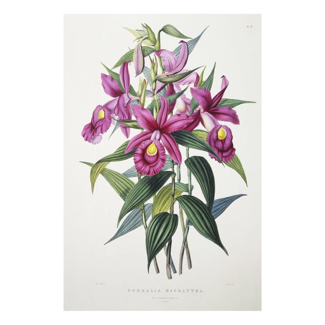 Print on forex - Maxim Gauci - Orchid I