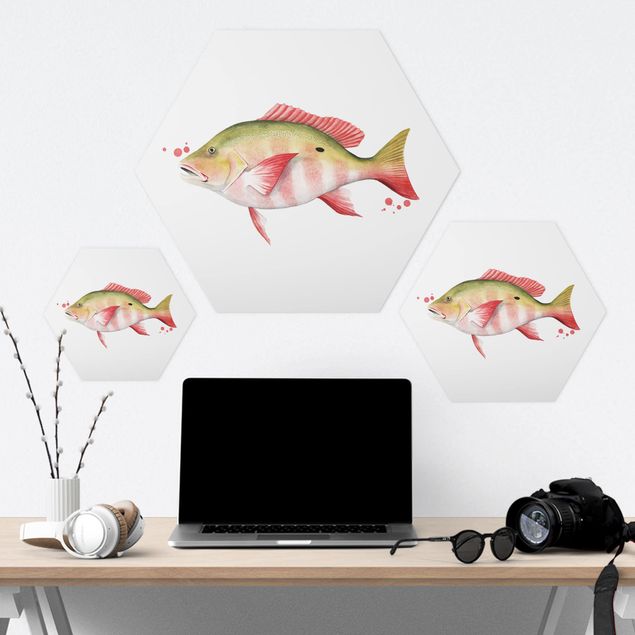Forex hexagon - Color Catch - Northern Red Snapper