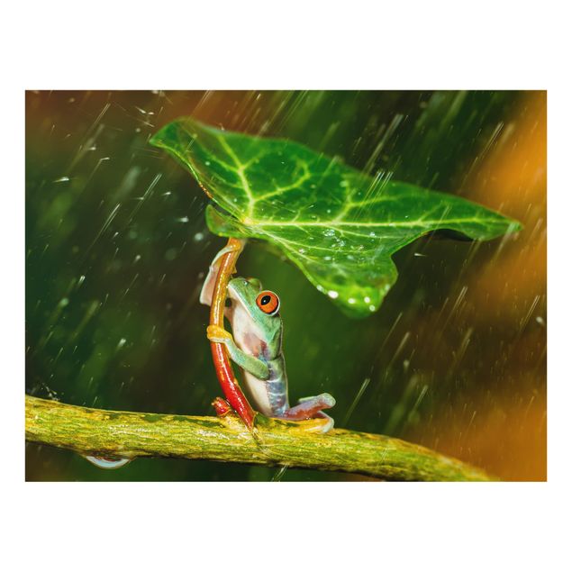 Glass Splashback - A Frog In The Rain - Landscape 3:4