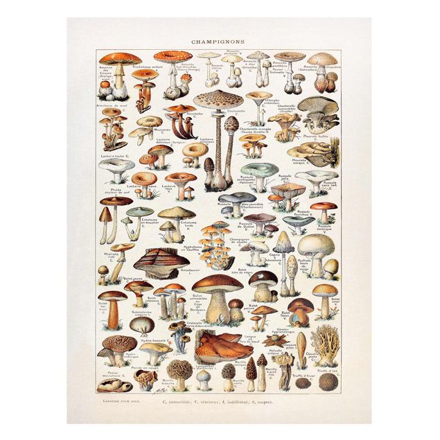 Magnetic memo board - Vintage Board Mushrooms