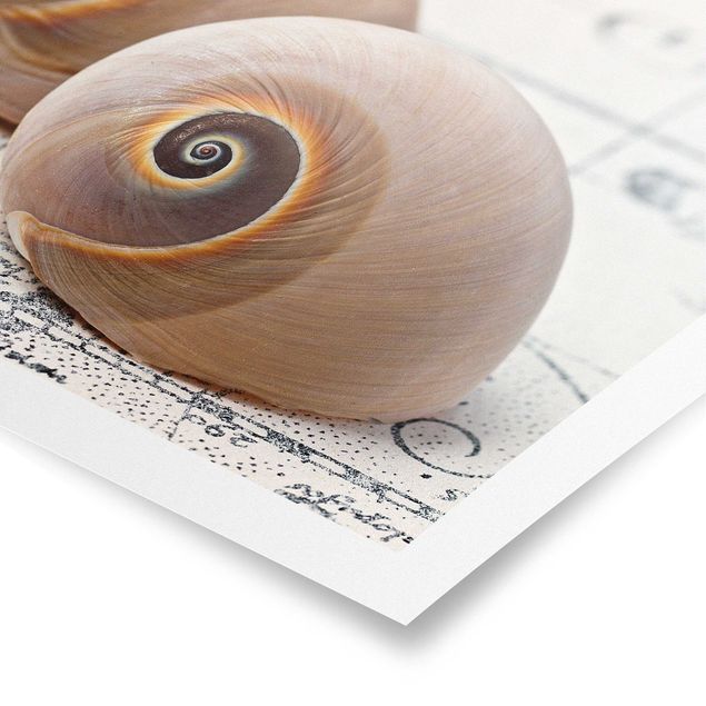 Poster - Shell Duo