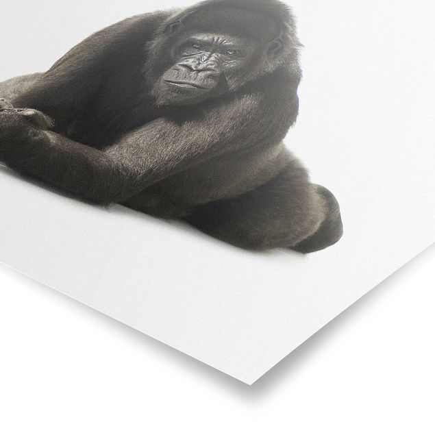 Poster - Lying Down Gorilla ll