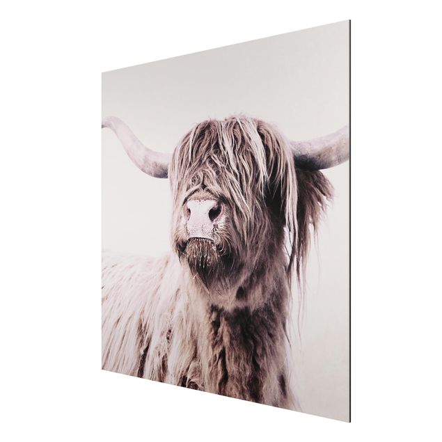 Print on aluminium - Highland Cattle Frida In Beige