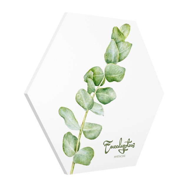 Forex hexagon - Watercolour Botany Eucalyptus