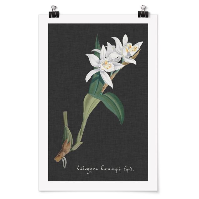 Poster - White Orchid On Linen II