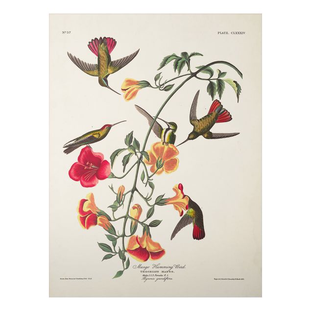 Print on aluminium - Vintage Board Mango Hummingbirds