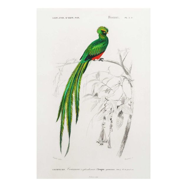 Glass print - Vintage Board Tropical Bird I
