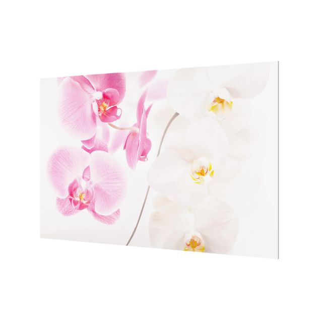 Splashback - Delicate Orchids