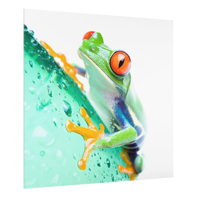 Glass Splashback - Frog - Square 1:1