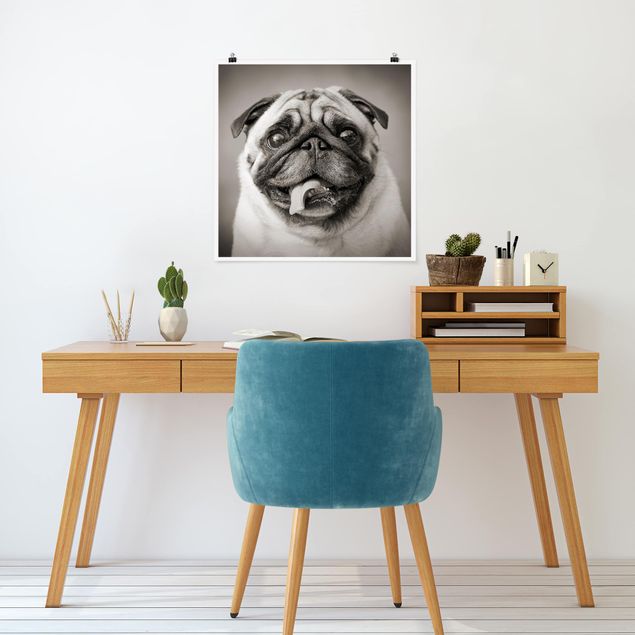 Poster - Funny Pug