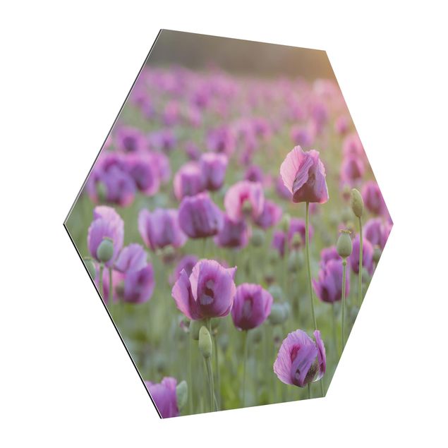 Alu-Dibond hexagon - Purple Poppy Flower Meadow In Spring