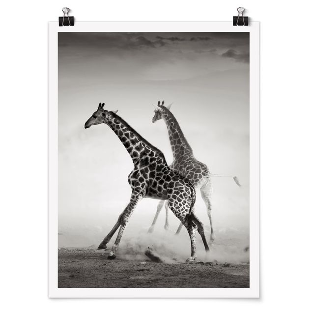 Poster animals - Giraffe Hunt