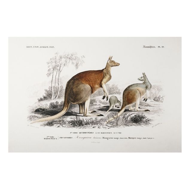 Print on aluminium - Vintage Board Kangaroo