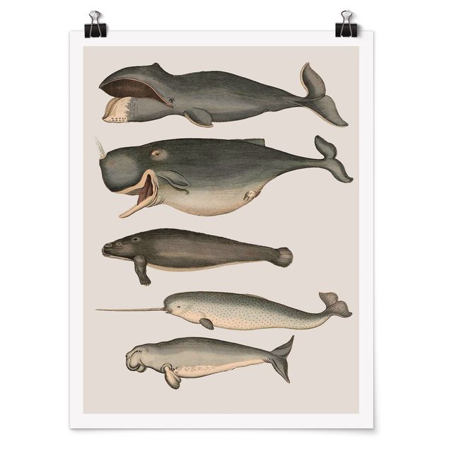 Poster - Five Vintage Whales