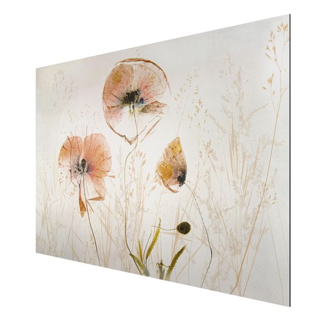 Print on aluminium - Dried Poppy Flowers With Delicate Grasses