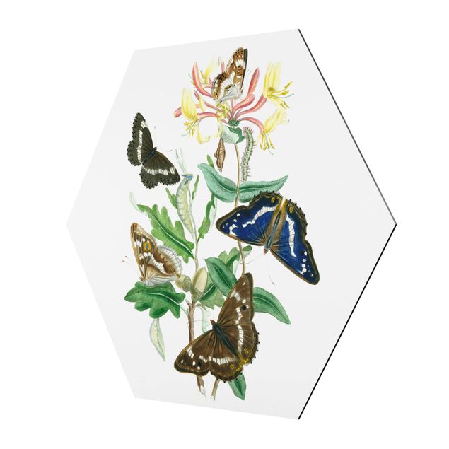 Alu-Dibond hexagon - British Butterflies IV