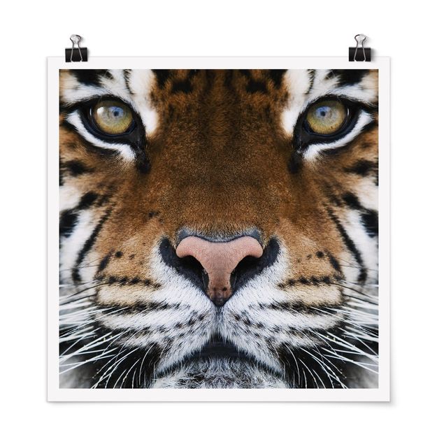 Poster - Tiger Eyes