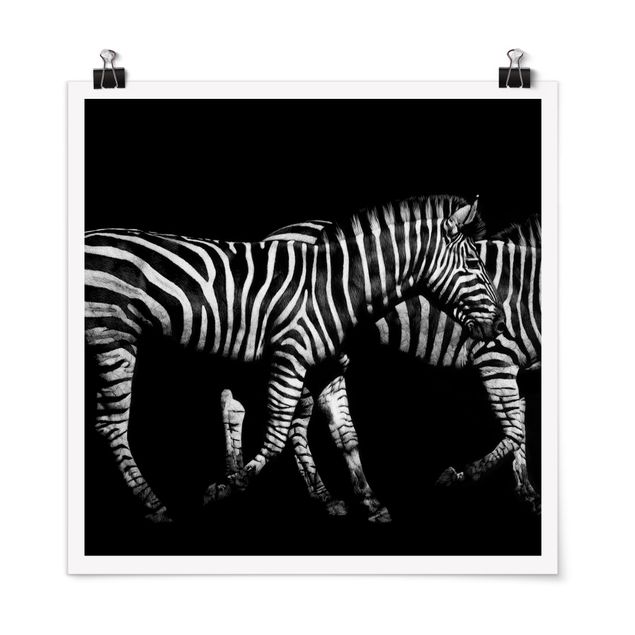 Poster - Zebra In The Dark