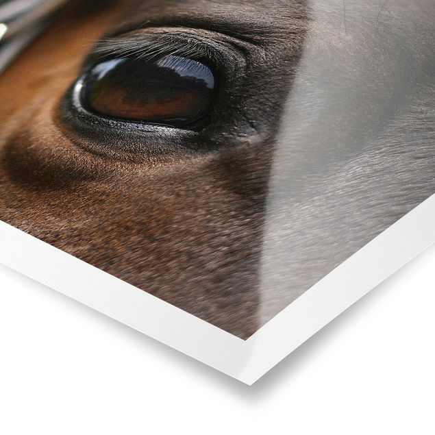 Poster - Horse Eye