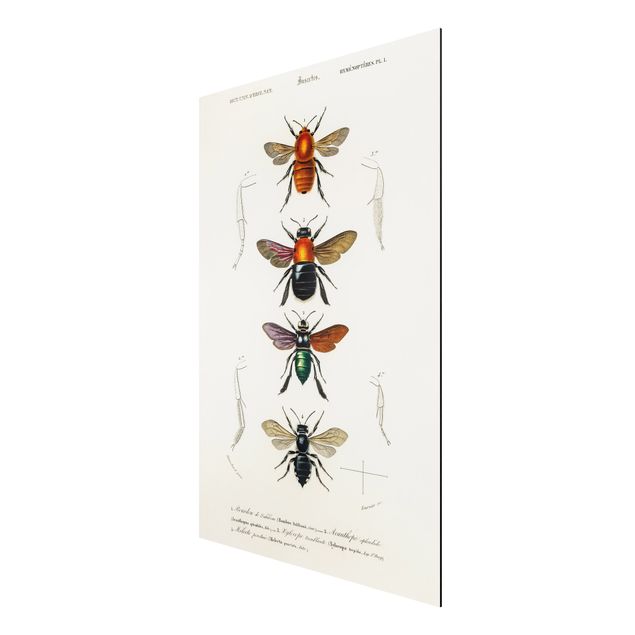 Print on aluminium - Vintage Board Insects