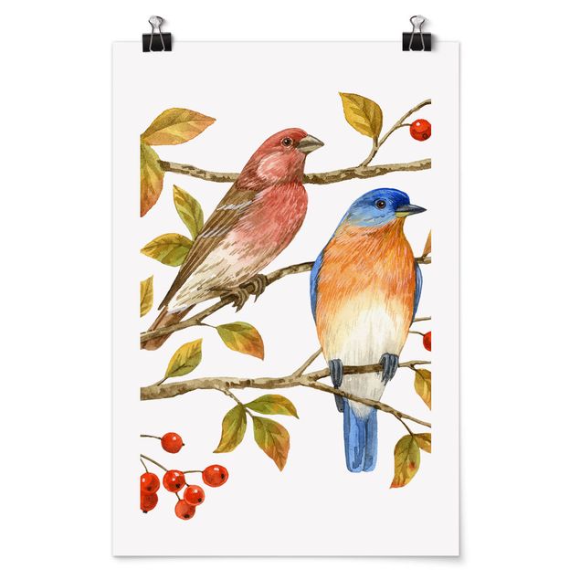 Poster animals - Birds And Berries - Bluebird
