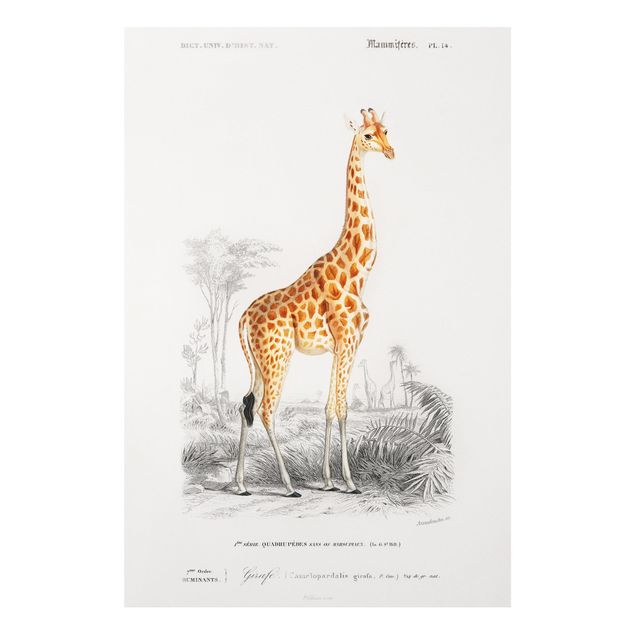 Print on forex - Vintage Board Giraffe