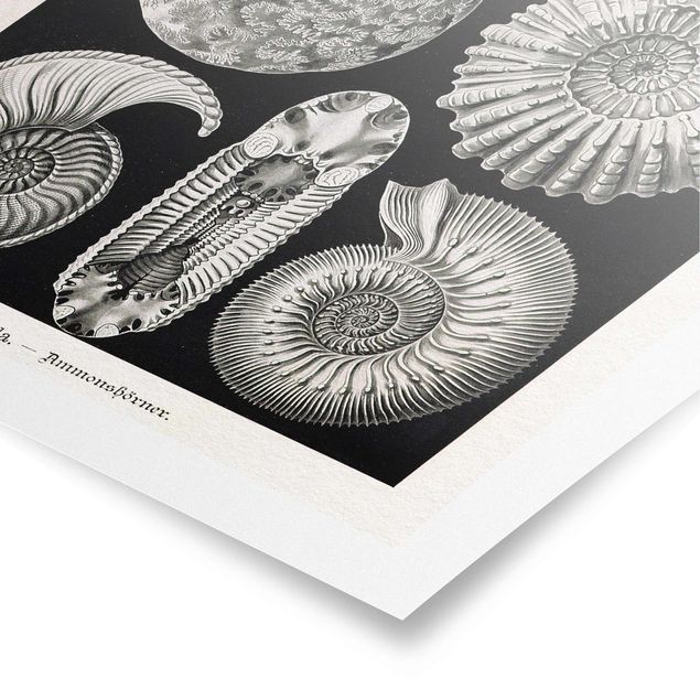 Poster - Vintage Board Fossils Black And White