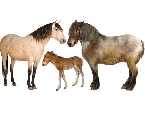 Wall decal No.999 The Horse Family