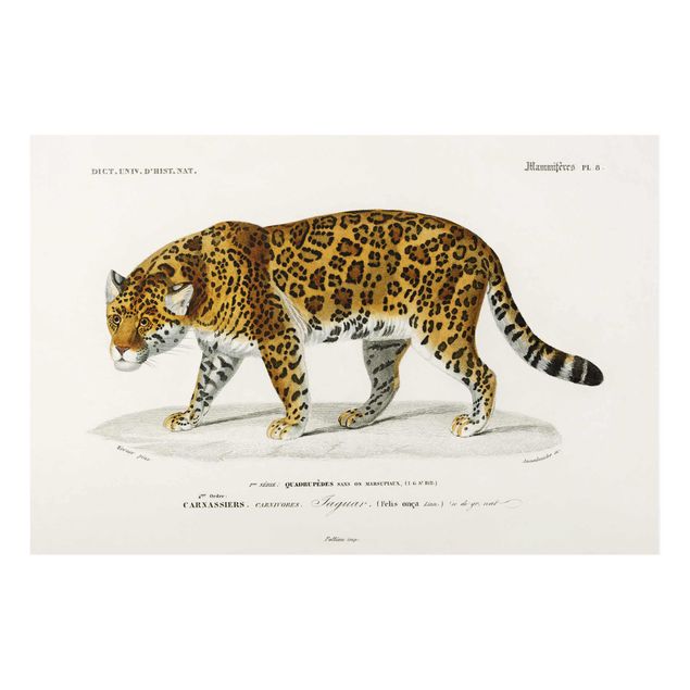 Glass print - Vintage Board Jaguar