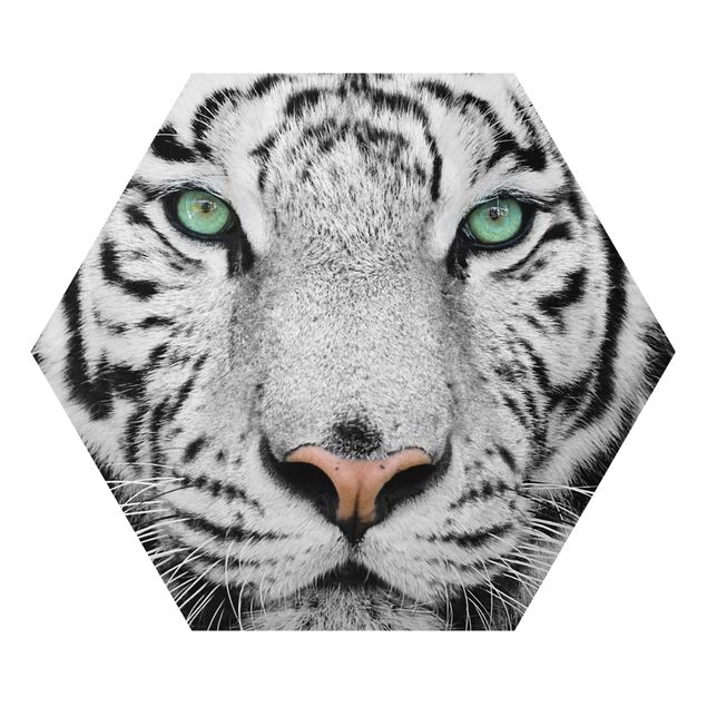 Alu-Dibond hexagon - White Tiger