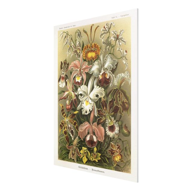 Print on forex - Vintage Board Orchid